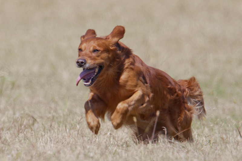 New:  Dogs Qualified for 2026 Event