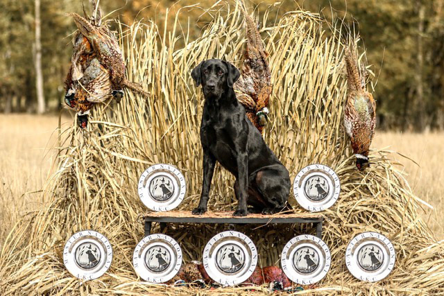 2026 Master National Retiring Dogs