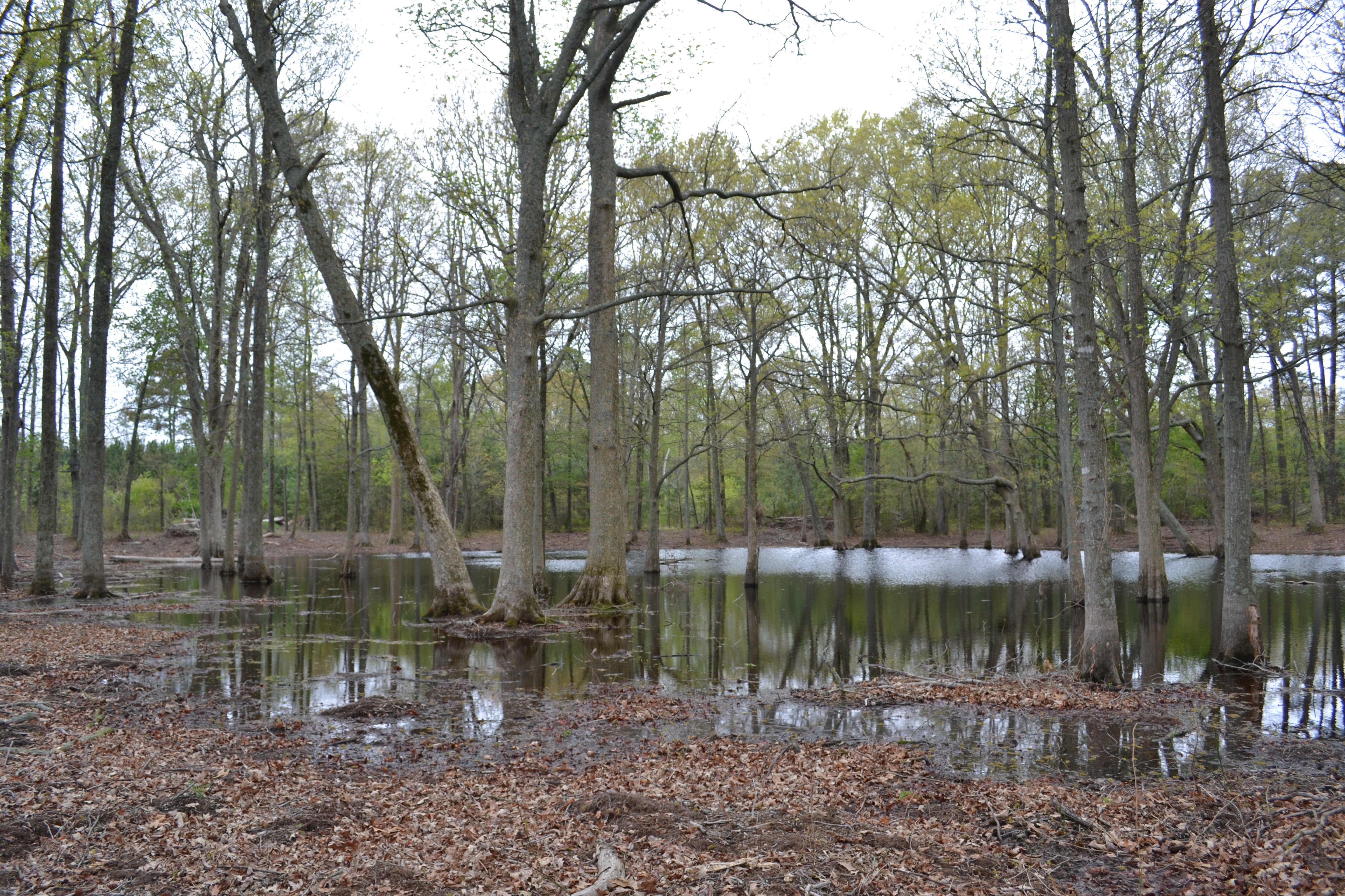 Anatidae Pond- Flooded Timber