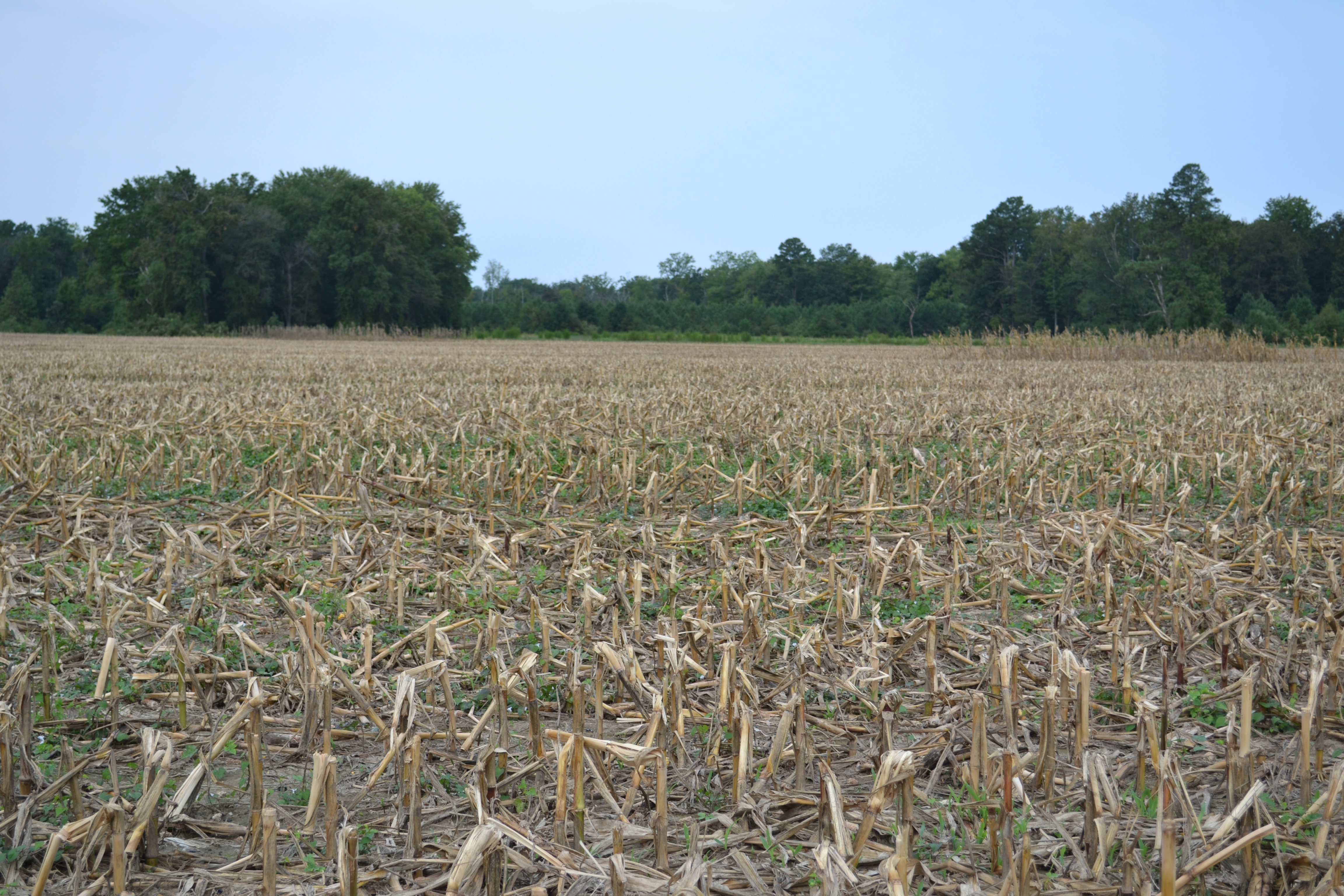 Cut corn field at Anatidae Farm