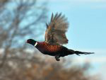 pheasant_flying