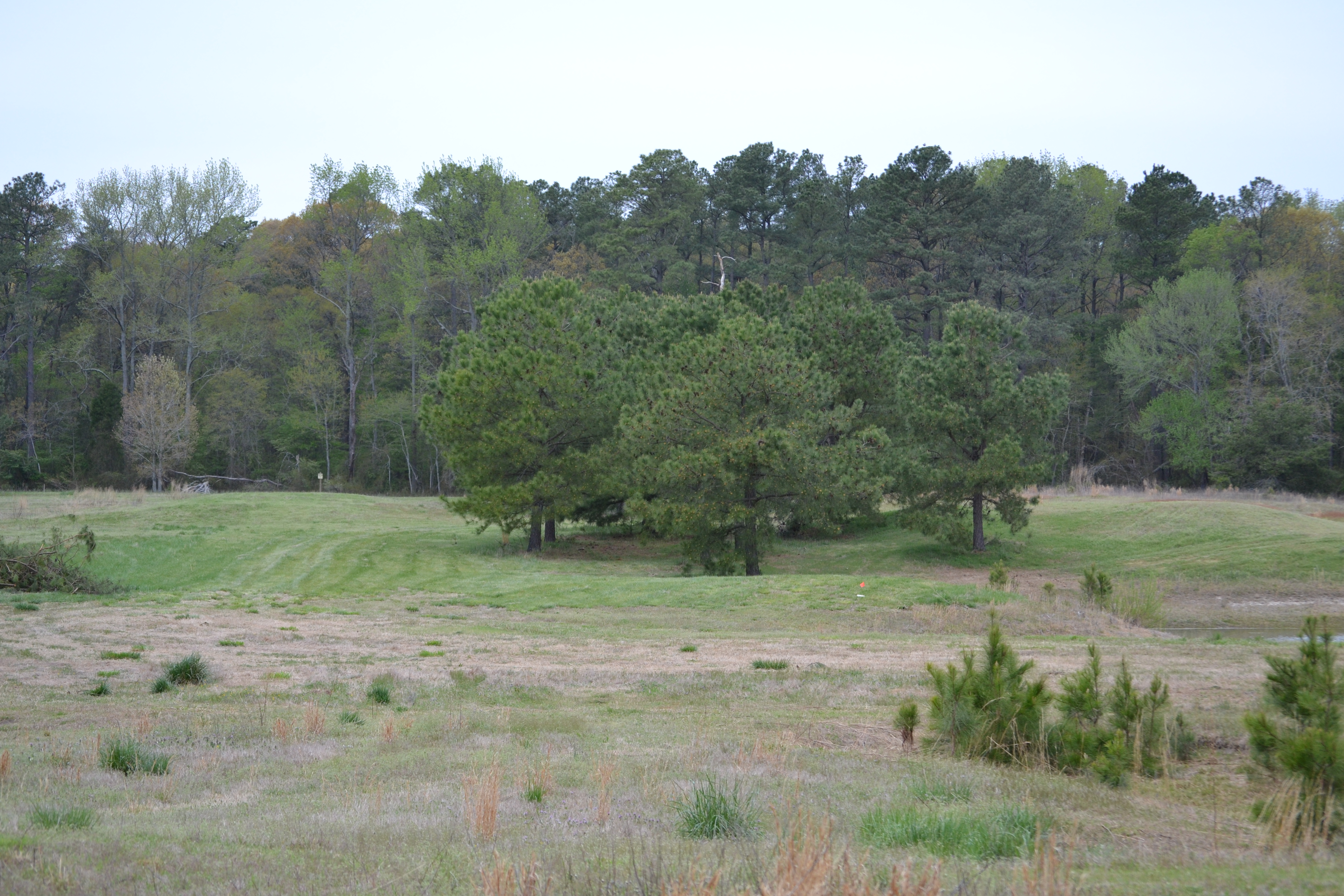 Woodland property